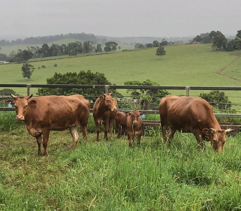 Akaushi Cows