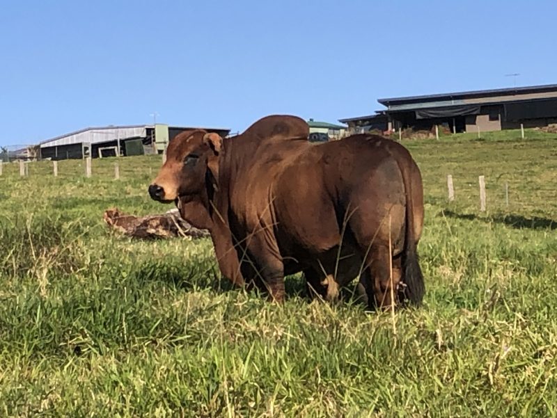 A brown bull