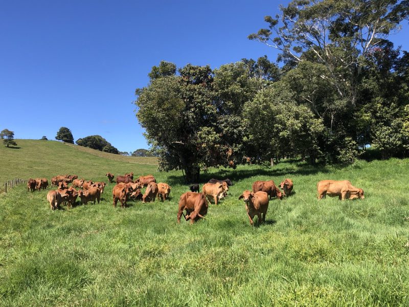 Group of brown cows