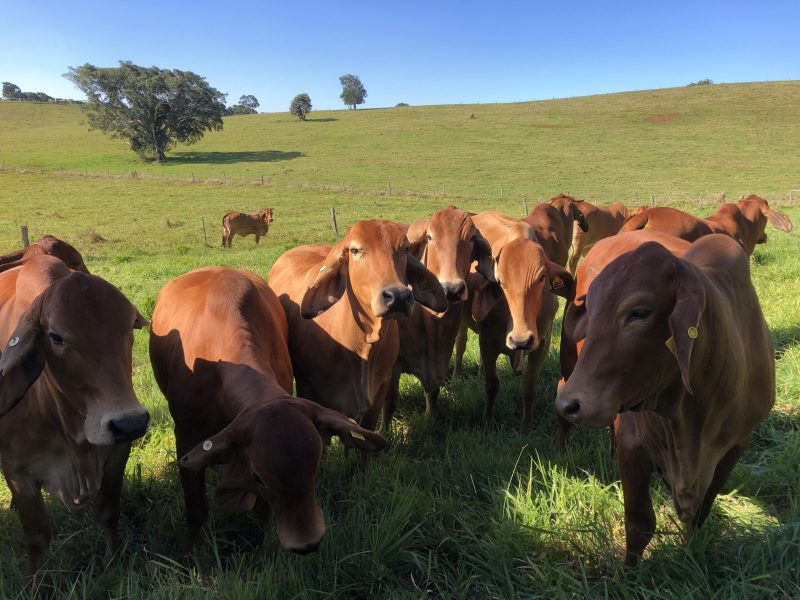 group of brown cows