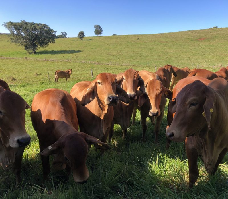 group of brown cows