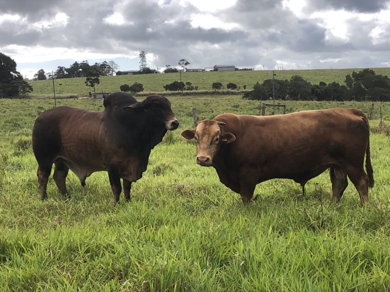 2 brown cows